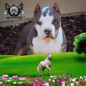 Meet your Posher, Capo juarez